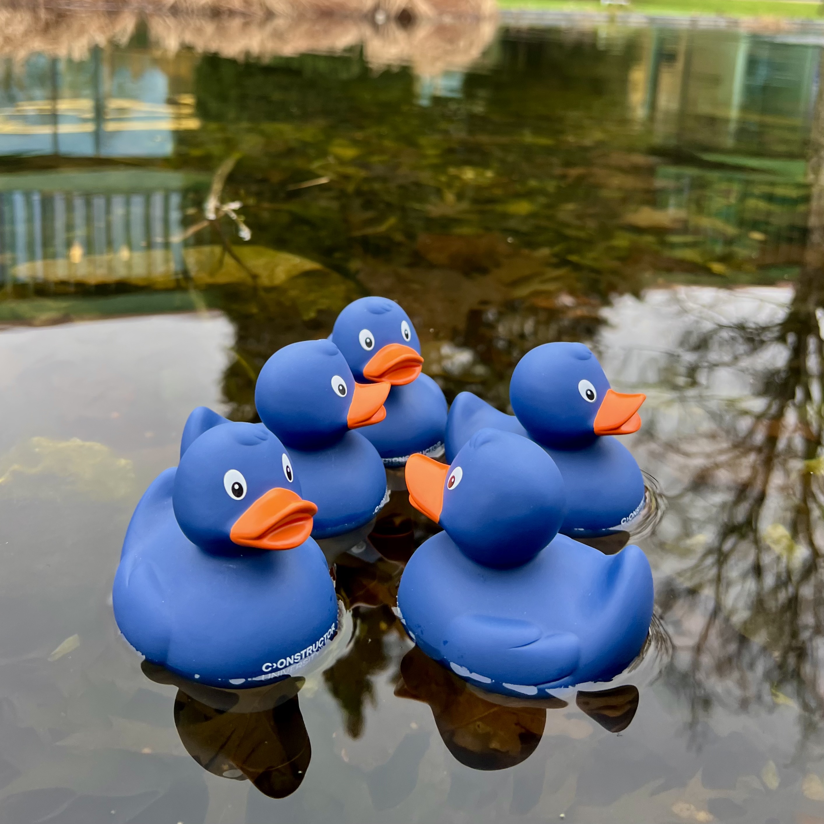 Duck Joana with her friends on the pond of Constructor University