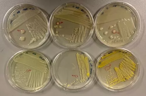 Selection of culturable marine bacterial isolates on agar medium plates. This is how the model organism used in this study was isolated. (Source: Constructor University)